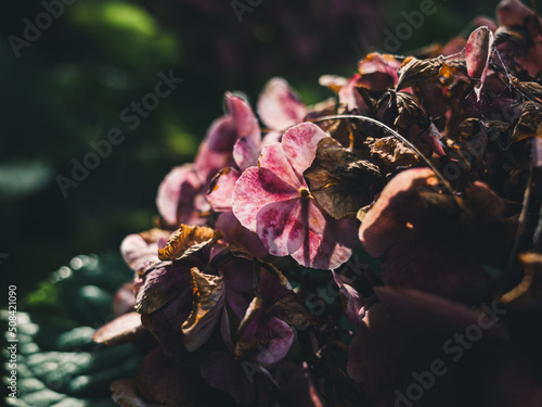 Wallpaper Mural Hydrangea flower Torontodigital.ca