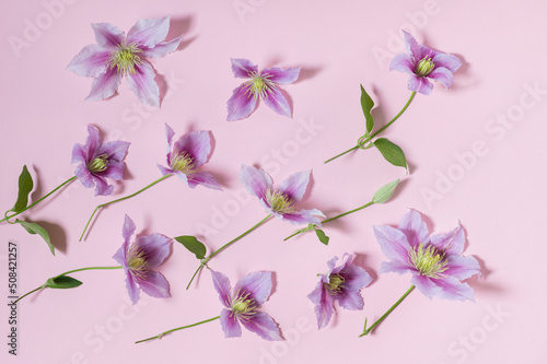 Lovely clematis flowers on a pink background.Copy space.