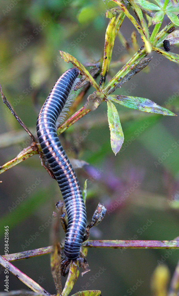 Closeup of full length active striped milipede (Ommatoiulus sabulosus) walking on a plant in autumn, Lithuania