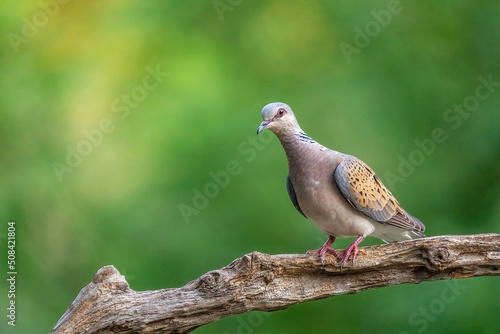 European Turtle Dove (Streptopelia turtur) sitting on the branch