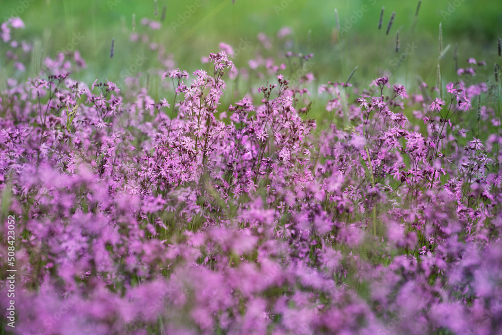 Flowering meadow, ragged-robin flowers, lychnis flos-cuculi. Spring flower, selective  focus.