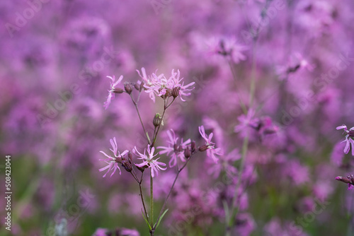 Flowering meadow, ragged-robin flowers, lychnis flos-cuculi. Spring flower, selective focus, close-up