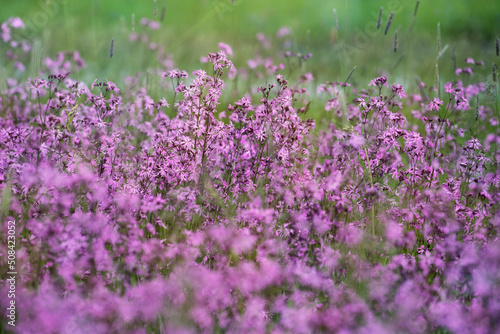 Flowering meadow  ragged-robin flowers  lychnis flos-cuculi. Spring flower  selective  focus.