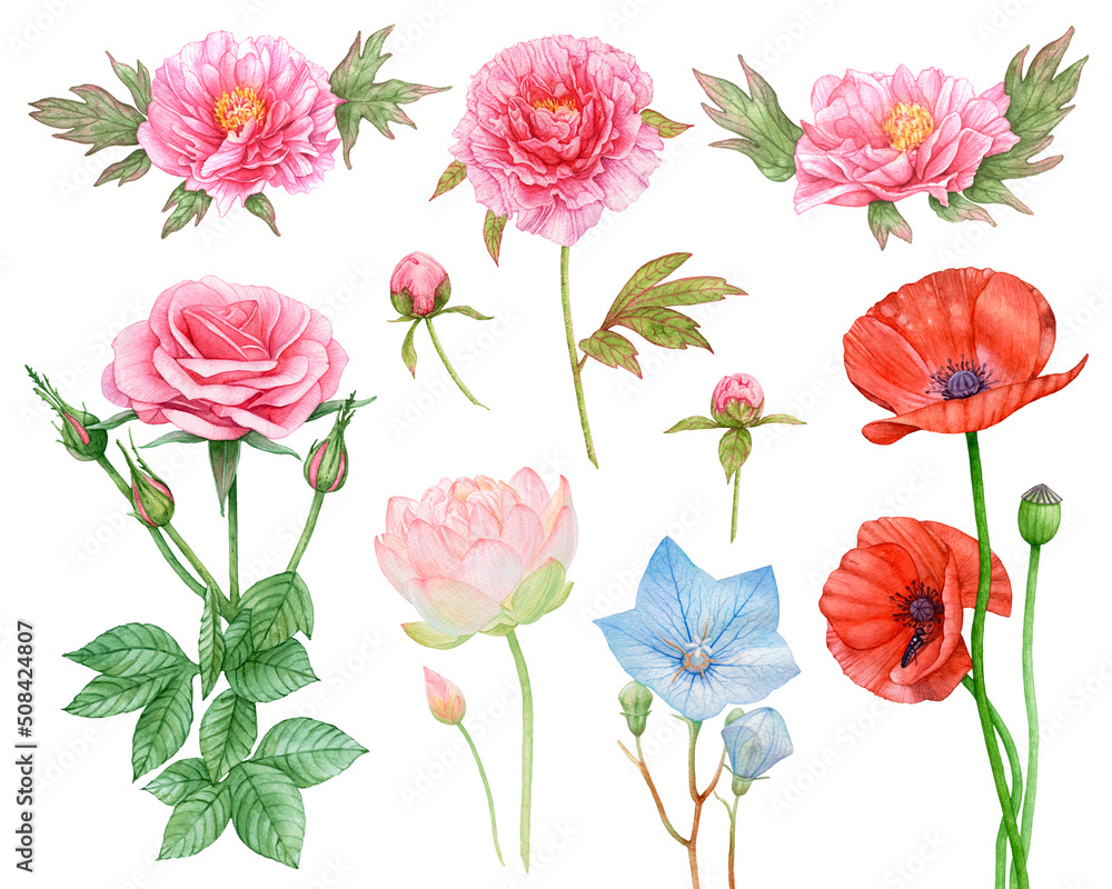 Watercolor set of flowers, pink rose, peonies, lotus, poppy, bluebell isolated on white background.