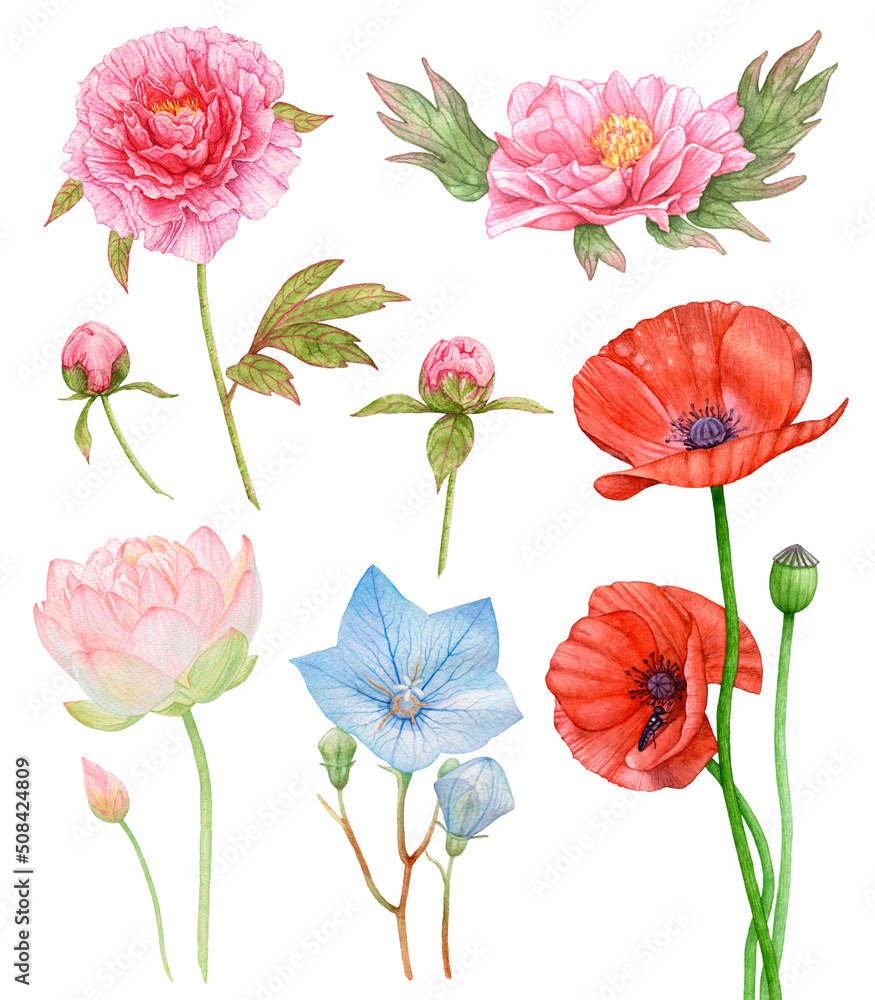 Watercolor set of flowers isolated on white background. Peonies, poppies, lotus, bluebell.
