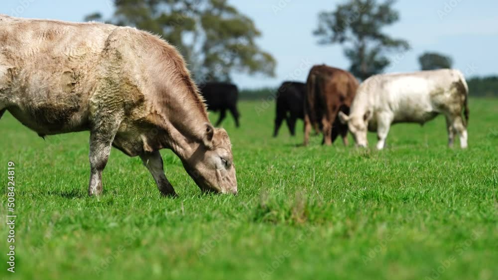 Cows grazing on a green field. Cows grazing on a green field.