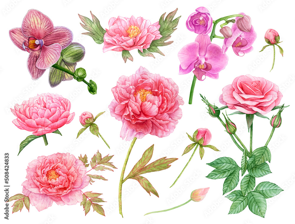 Beautiful watercolor pink flowers on white, peonies, rose, orchids.