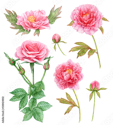 Fototapeta Naklejka Na Ścianę i Meble -  Watercolor set of pink peonies, rose with leaves isolated on white background.