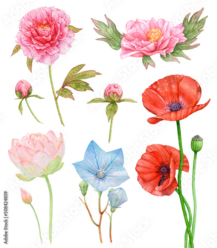 Watercolor set of flowers isolated on white background. Peonies  poppies  lotus  bluebell.