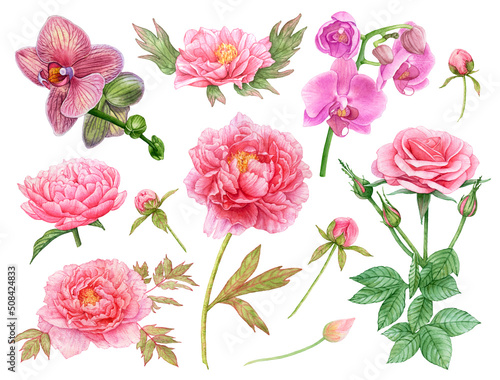 Fototapeta Naklejka Na Ścianę i Meble -  Beautiful watercolor pink flowers on white, peonies, rose, orchids.