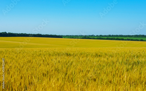 Wheat field under the blue sky.