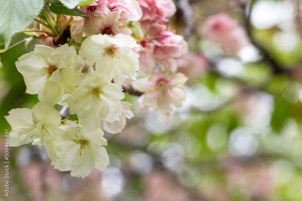 tree - apple trees blossomed, close-up of white and pink flowers of a fruit tree on a branch on a blurred background tree - apple trees blossomed, close-up of white and pink flowers of a fruit tree on a branch on a blurred background