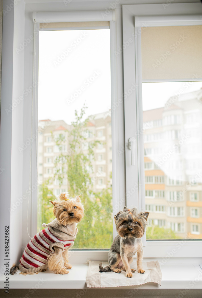 two Yorkshire terrier dogs are sitting on the windowsill by the window. The dogs want to go for a walk.
