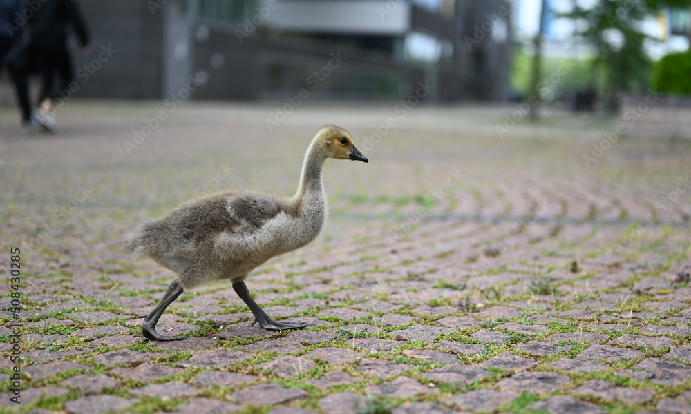 Fototapeta premium canada goose baby in the city