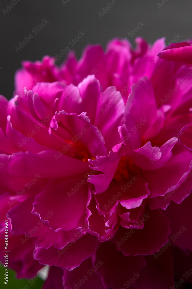 Floral natural background. Pink purple peony flower close up macro shot. Heart of flower with yellow stamens, pistils and beautiful petals. Abstract background, selective focus. Dark photos
