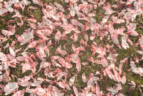 Natural background with fallen pink magnolia leaves