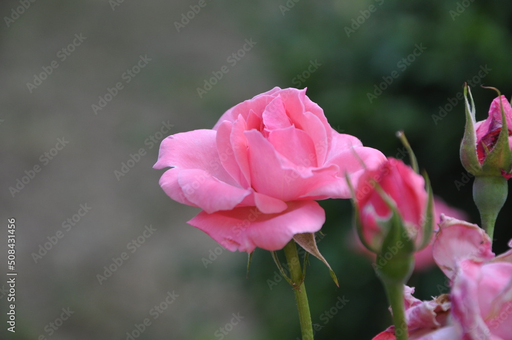 Pink Rose flower on green background pink roses flowers. Nature. A beautiful rose flower in the garden with copy space. Pink Rose flower on green background pink roses flowers. Nature. A beautiful rose flower in the garden with copy space.