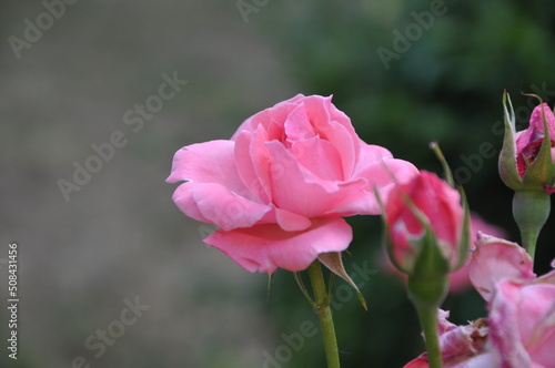 Pink Rose flower on green background pink roses flowers. Nature. A beautiful rose flower in the garden with copy space.