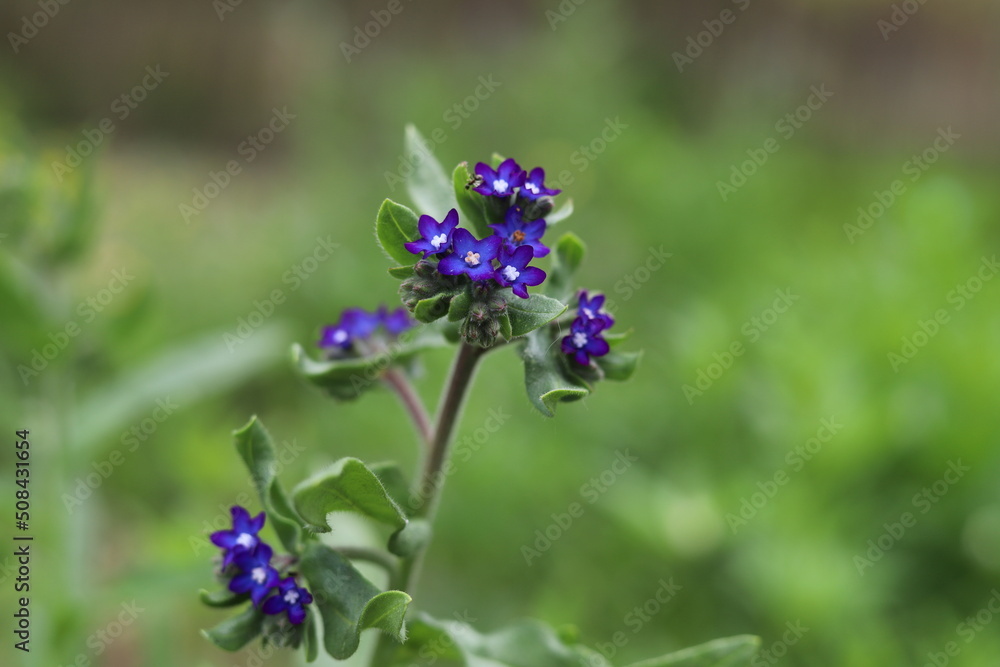 Anchusa officinalis known as the common bugloss or alkanet. Anchusa officinalis known as the common bugloss or alkanet.