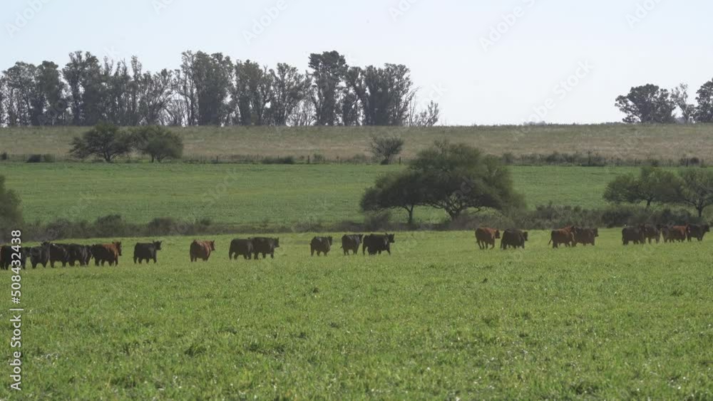 bred Brangus beef bulls cattle. Agribusiness - Close red Brangus Cattle, in natural pasture, Angus cattle, highly genetic bulls. bred Brangus beef bulls cattle. Agribusiness - Close red Brangus Cattle, in natural pasture, Angus cattle, highly genetic bulls.