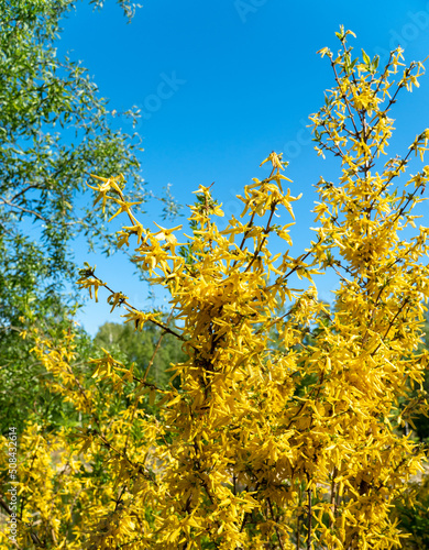 Fototapeta Naklejka Na Ścianę i Meble -  yellow flowers in the sky