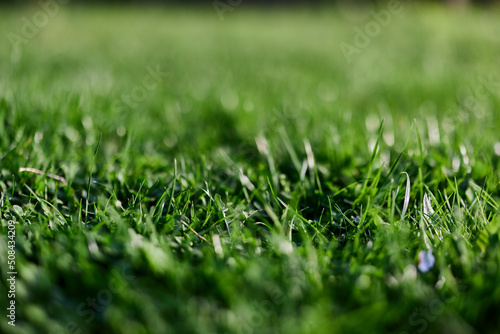View of young green grass in the park, taken close-up with a beautiful blurring of the background