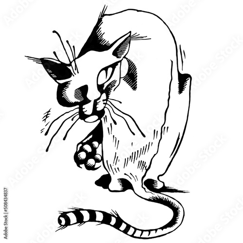 Wicked cat