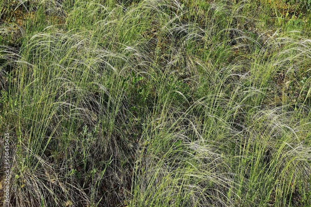 Flowering feather grass under the rays of the bright sun Flowering feather grass under the rays of the bright sun
