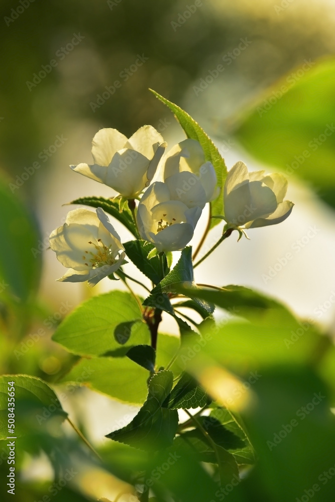 Blooming apple tree on a sunny spring day. Blooming apple tree on a sunny spring day.