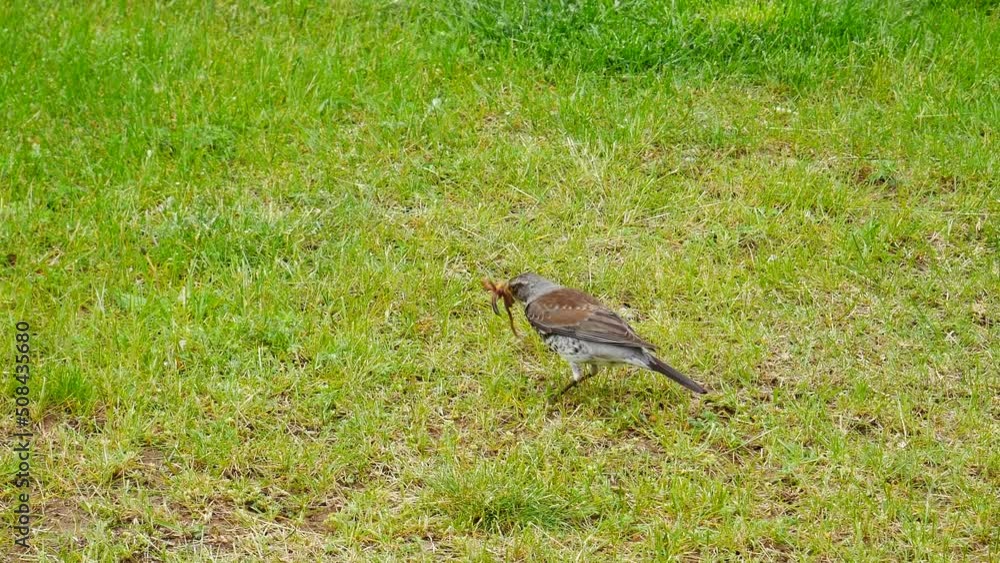 Rowan thrush pulls the earthworm out of the ground and flies away. Rowan thrush pulls the earthworm out of the ground and flies away.