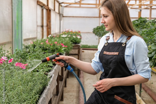 A young female gardener works in a large flower greenhouse. Watering from a water sprayer flowers