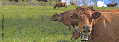 beautiful portrait of brown cow in pasture in alpine meadow