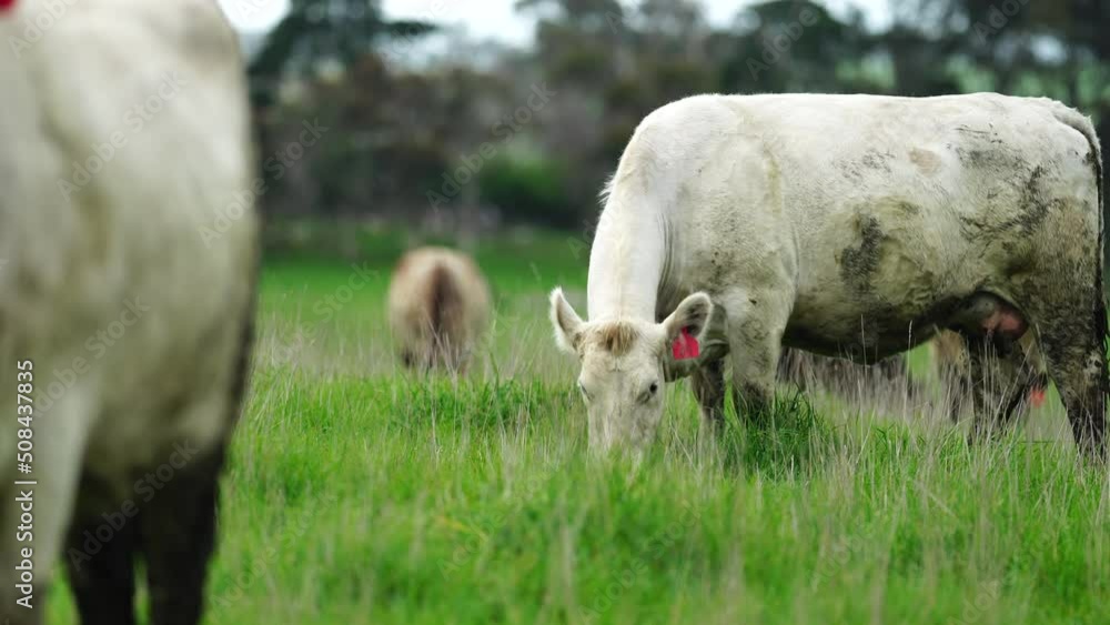 cows in a field, Beef cows and calves grazing on grass in Australia. cows in a field, Beef cows and calves grazing on grass in Australia.