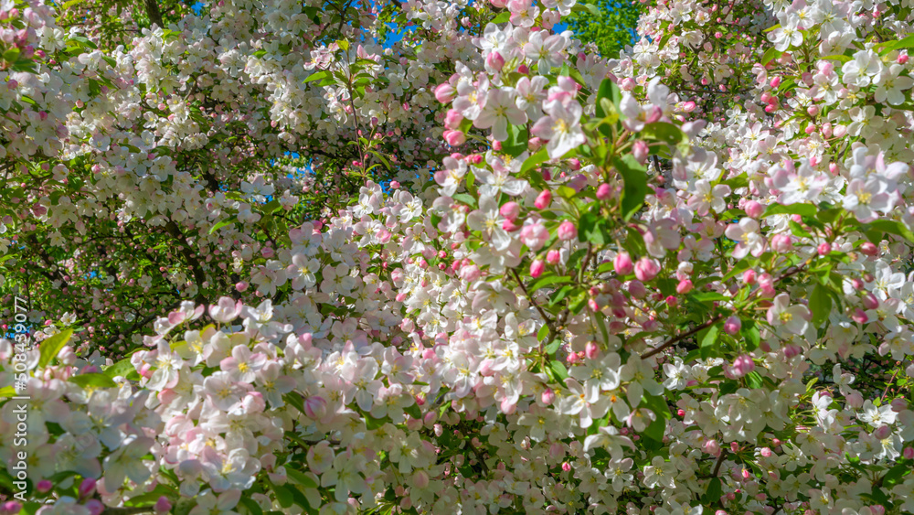 Branches of apple blossoming crab white flowers. Photo with shallow DOF and selective soft focus point. Branches of apple blossoming crab white flowers. Photo with shallow DOF and selective soft focus point.