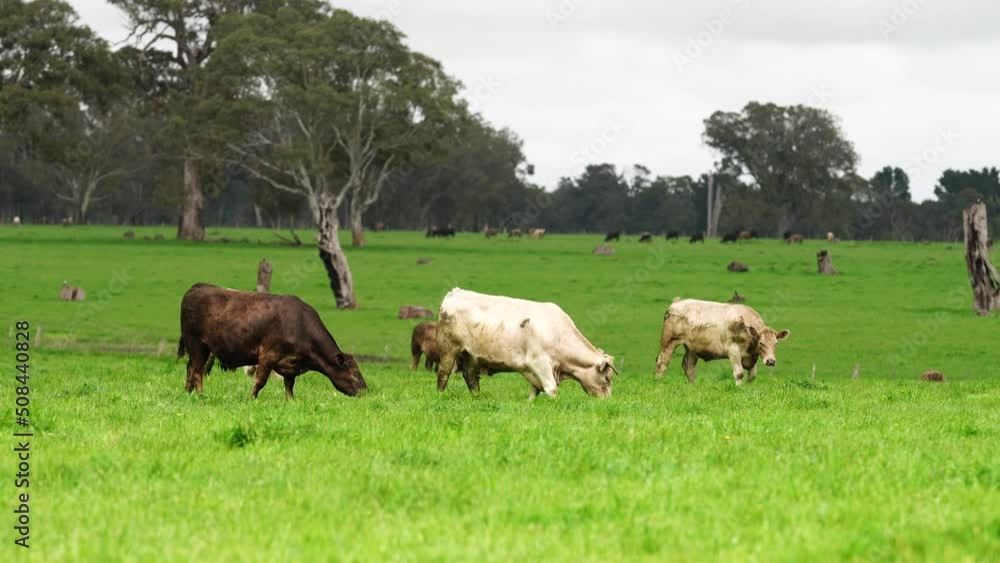 Cows in Australia grazing on pasture, beef Wagyu and Angus cattle in a field Cows in Australia grazing on pasture, beef Wagyu and Angus cattle in a field