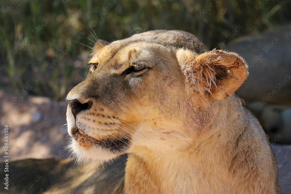 Fototapeta premium Lioness in the Kgalagadi, South Africa