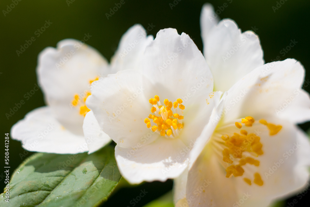 blooming white jasmine. Aromatherapy and oils