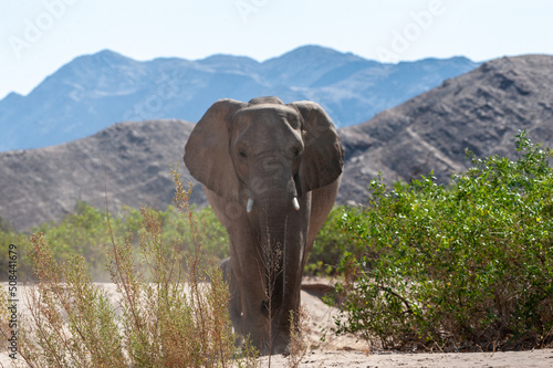 Closeup of an African Desert Elephant - Loxodonta Africana- wandering in the desert in North Western Namibia.