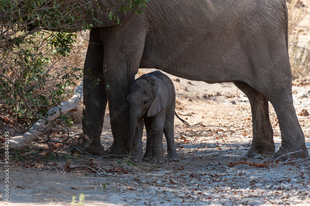 Closeup of a mother desert elephant feeding her calf in northern Namibia Closeup of a mother desert elephant feeding her calf in northern Namibia