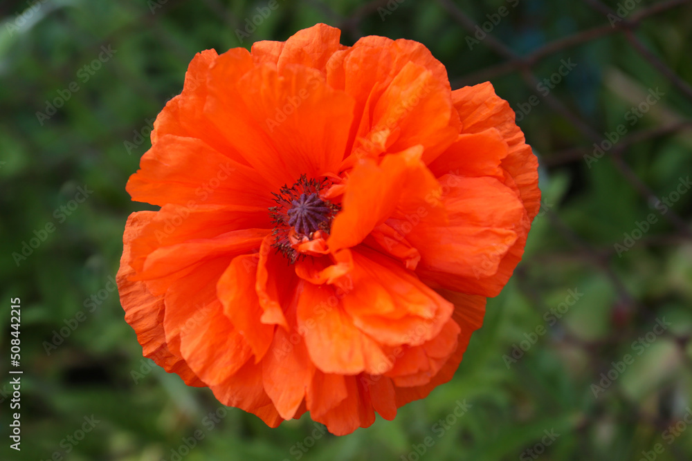 Beautiful red poppy flower on blurred background, top view Beautiful red poppy flower on blurred background, top view