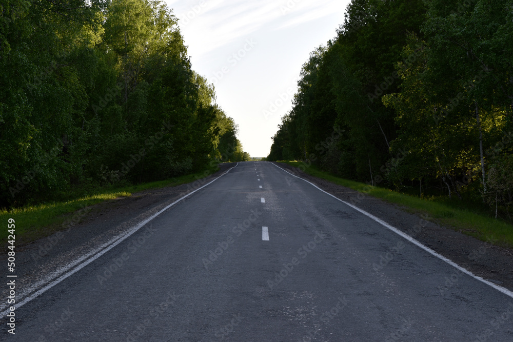 Fototapeta premium Forest expressway during the day in summer