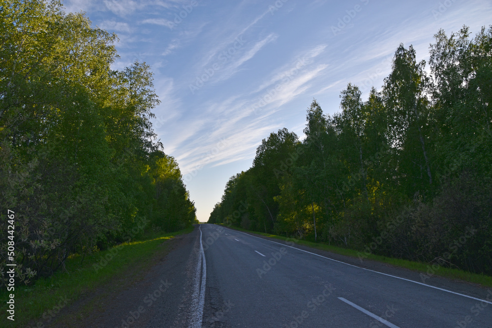 Fototapeta premium Forest expressway during the day in summer