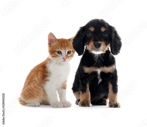 Cute cat and dog on white background. Animal friendship © New Africa