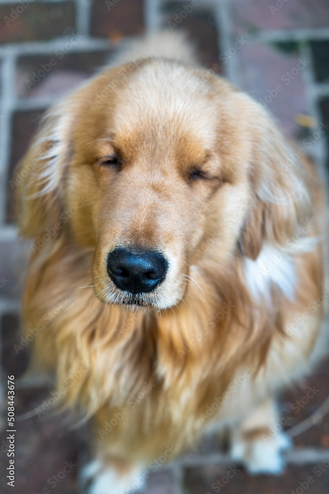 the dog, a golden breed, is sitting on the ground with his eyes closed.