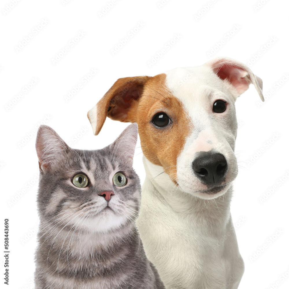 Adorable cat and dog on white background. Cute friends