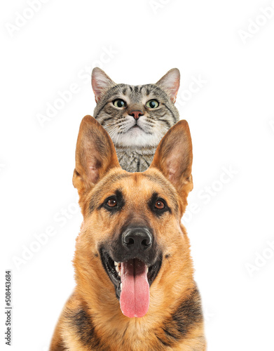 Adorable cat and dog on white background. Cute friends © New Africa