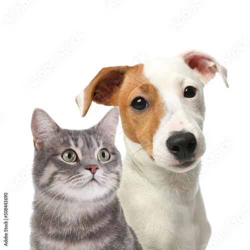 Adorable cat and dog on white background. Cute friends