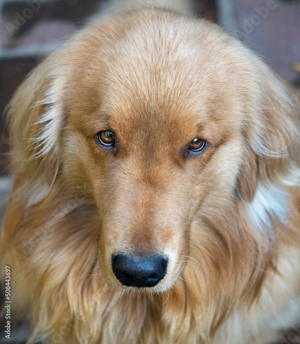 Beautiful Golden dog sitting looking at camera © fernando