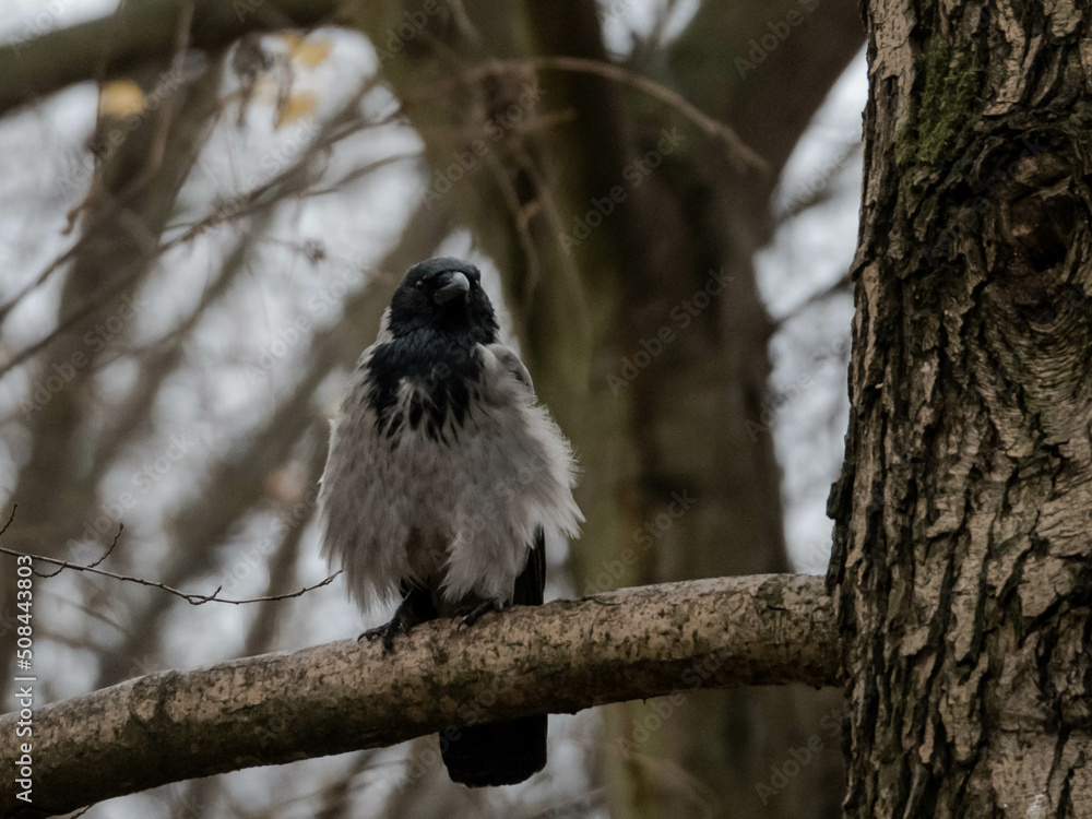Gray crow in the forest. A crow on a branch. Raven. Gray bird in the forest. Bird in the forest.
Corvus corone Gray crow in the forest. A crow on a branch. Raven. Gray bird in the forest. Bird in the forest.
Corvus corone