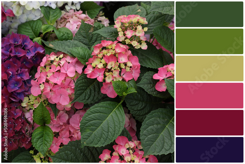 Color palette and beautiful hydrangea with colorful flowers and green leaves. Collage
